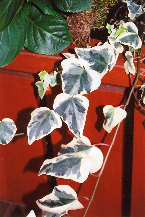 Variegated English Ivy (Hedera helix 'Variegata') at Ted Lare Design and Build