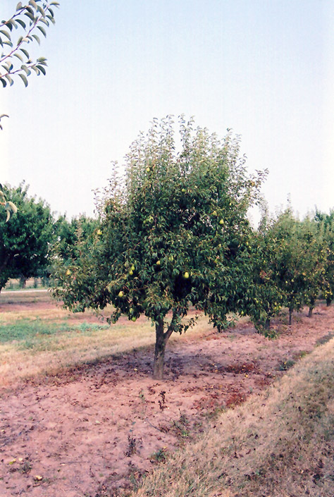 Bartlett Pear (Pyrus communis 'Bartlett') at Ted Lare Design and Build
