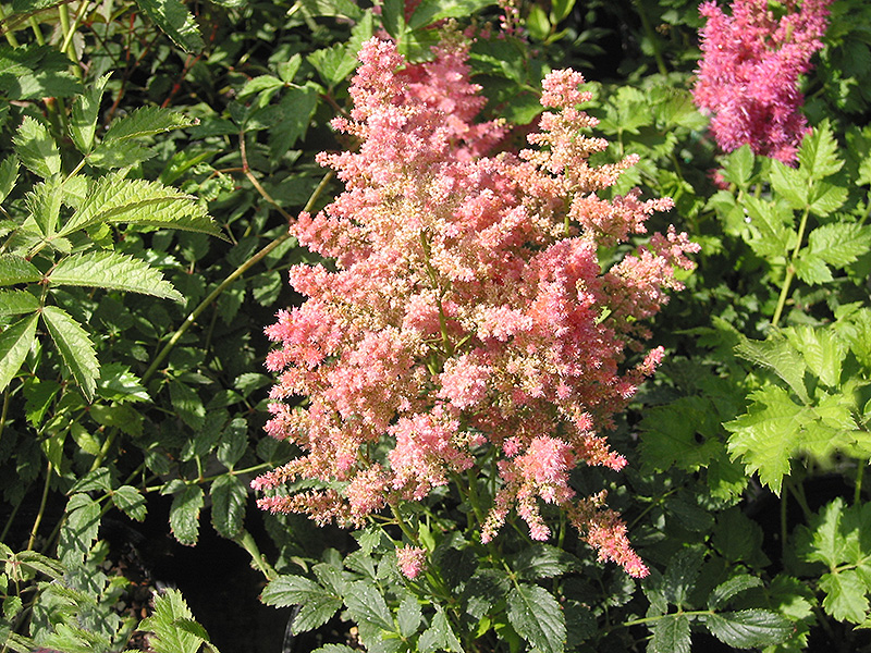 Country and Western Astilbe (Astilbe 'Country And Western') at Ted Lare Design and Build