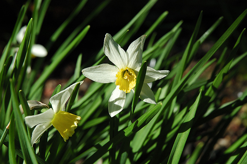 Jack Snipe Daffodil (Narcissus 'Jack Snipe') at Ted Lare Design and Build