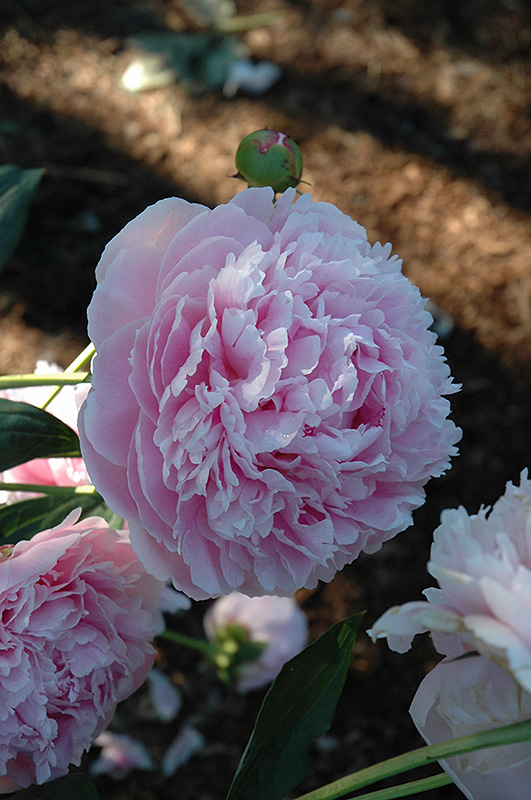 Shirley Temple Peony (Paeonia 'Shirley Temple') at Ted Lare Design and Build