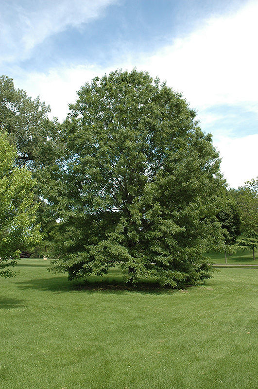 Northern Pin Oak (Quercus ellipsoidalis) at Ted Lare Design and Build