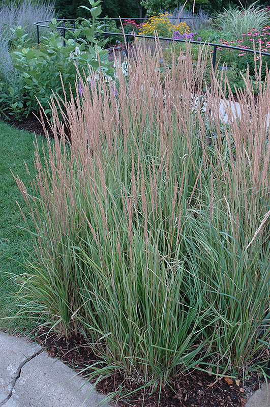 Variegated Reed Grass (Calamagrostis x acutiflora 'Overdam') at Ted Lare Design and Build