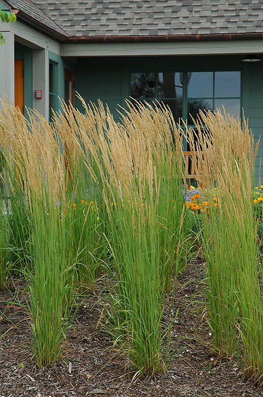 Karl Foerster Reed Grass (Calamagrostis x acutiflora 'Karl Foerster') at Ted Lare Design and Build