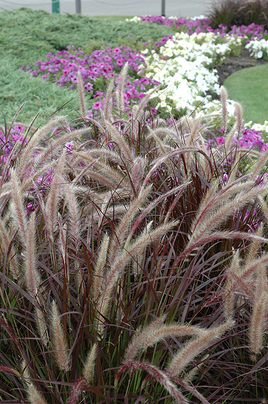 Purple Fountain Grass (Pennisetum setaceum 'Rubrum') at Ted Lare Design and Build