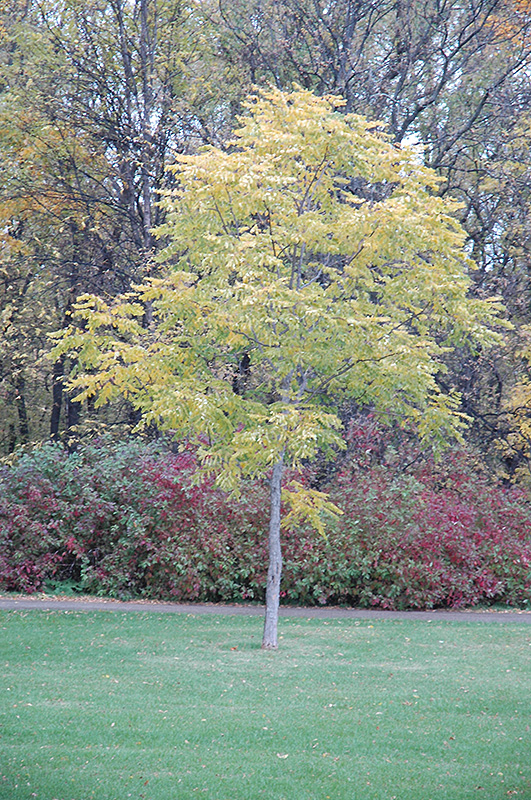 Kentucky Coffeetree (Gymnocladus dioicus) at Ted Lare Design and Build