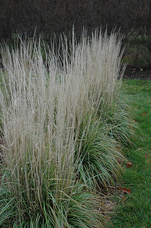 Avalanche Reed Grass (Calamagrostis x acutiflora 'Avalanche') at Ted Lare Design and Build