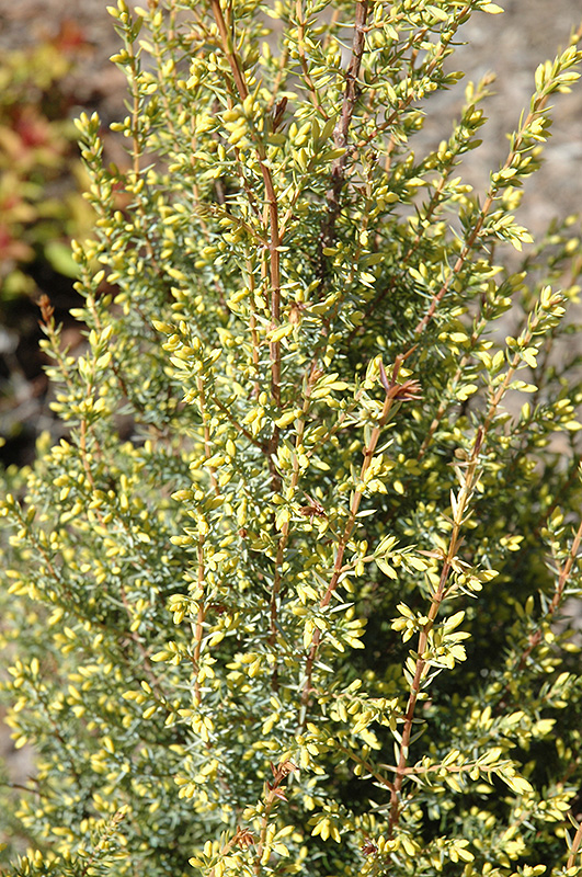Gold Cone Juniper (Juniperus communis 'Gold Cone') at Ted Lare Design and Build