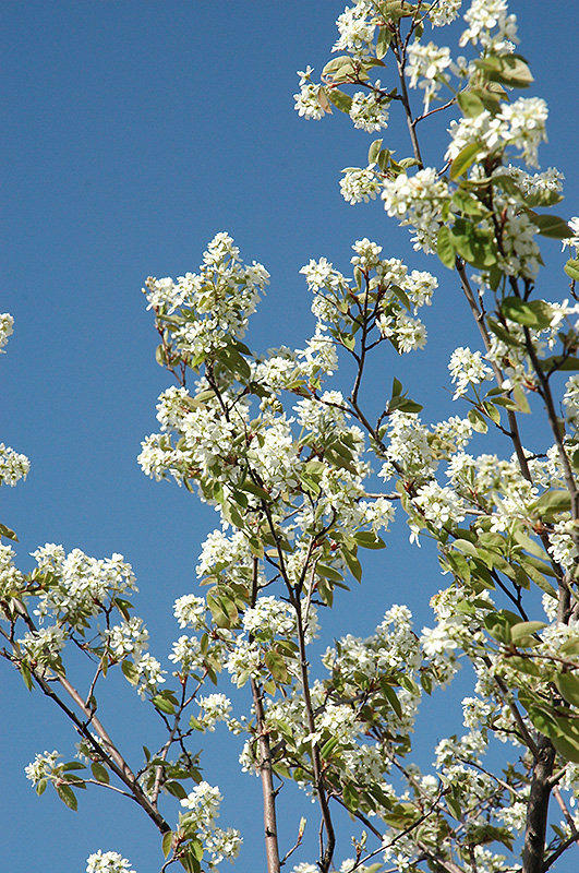 Allegheny Serviceberry (Amelanchier laevis) at Ted Lare Design and Build