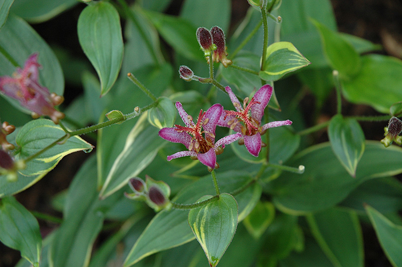Gilt Edge Toad Lily (Tricyrtis formosana 'Gilt Edge') at Ted Lare Design and Build