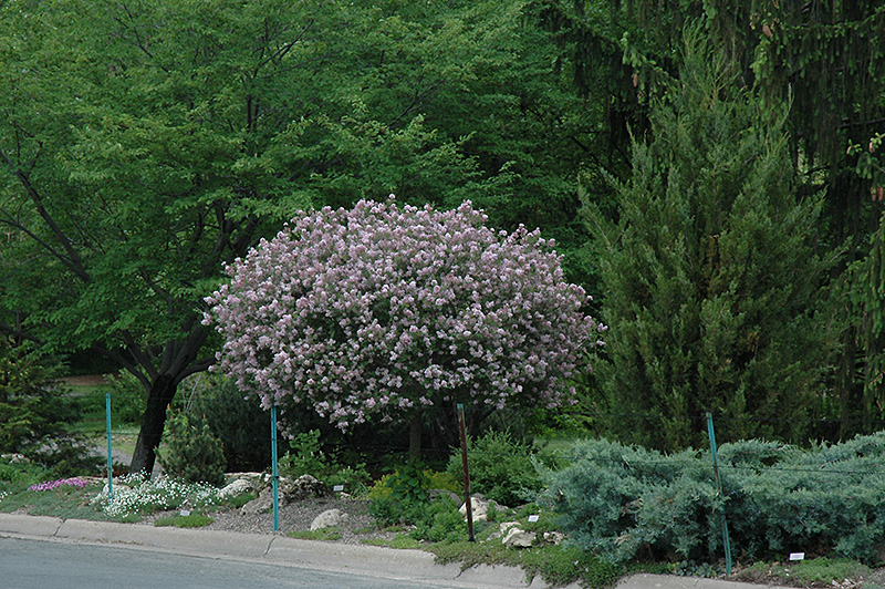 Dwarf Korean Lilac (tree form) (Syringa meyeri 'Palibin (tree form)') at Ted Lare Design and Build