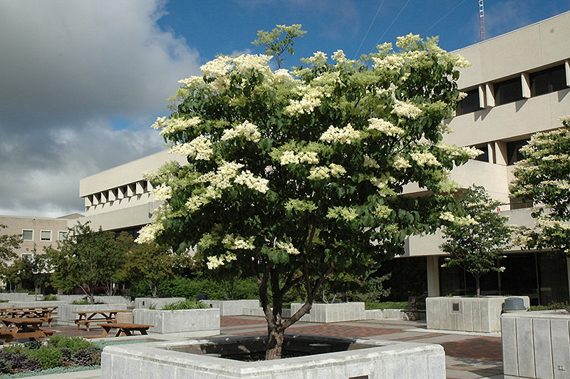 Ivory Silk Japanese Tree Lilac (Syringa reticulata 'Ivory Silk') at Ted Lare Design and Build