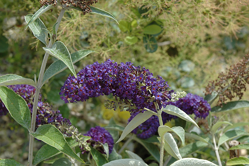 Adonis Blue Butterfly Bush (Buddleia davidii 'Adokeep') at Ted Lare Design and Build