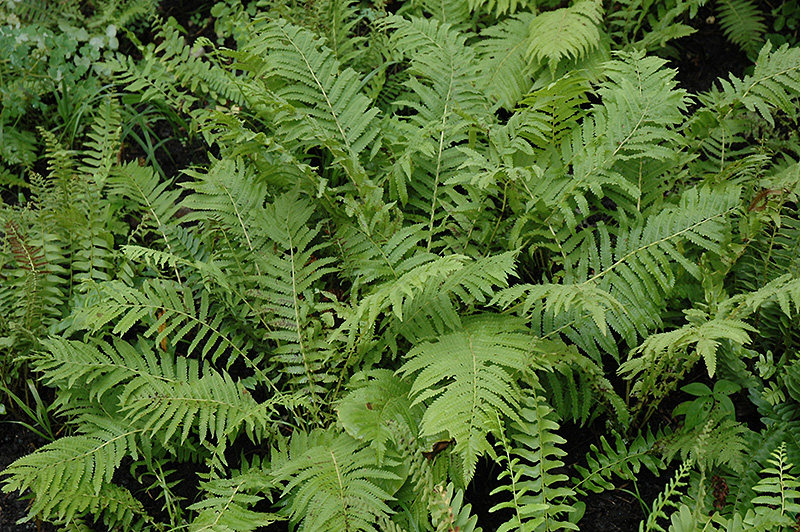 Christmas Fern (Polystichum acrostichoides) at Ted Lare Design and Build