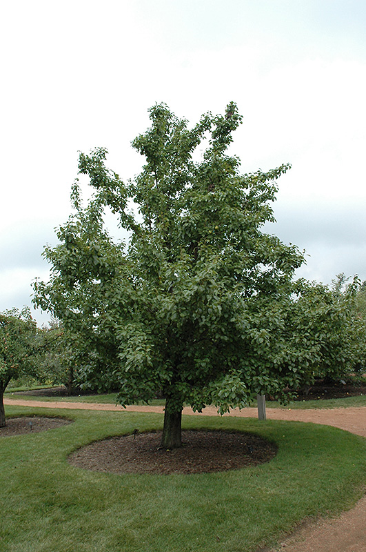 20th Century Pear (Pyrus pyrifolia 'Nijisseiki') at Ted Lare Design and Build