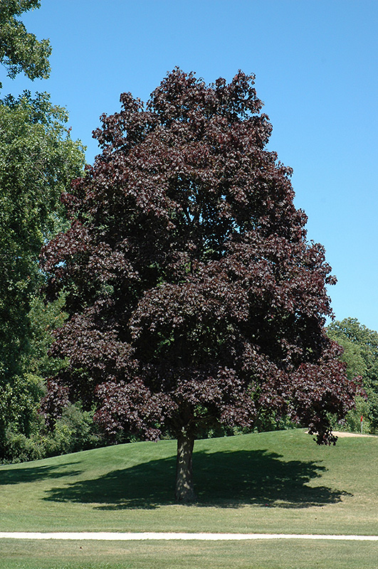Crimson King Norway Maple (Acer platanoides 'Crimson King') at Ted Lare Design and Build