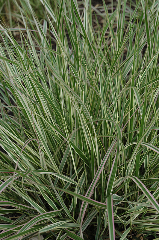 Variegated Reed Grass (Calamagrostis x acutiflora 'Overdam') at Ted Lare Design and Build