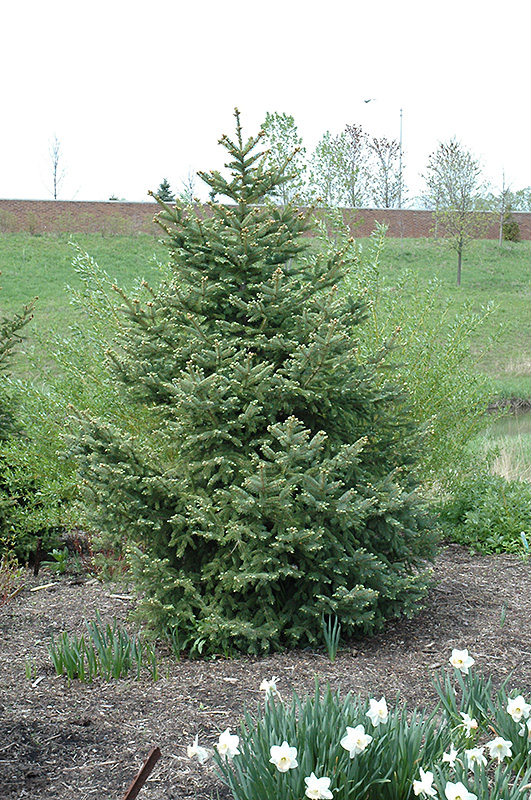 Meyer's Blue Spruce (Picea meyeri) at Ted Lare Design and Build