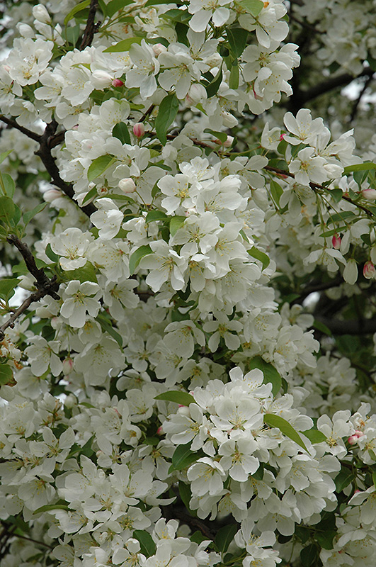Donald Wyman Flowering Crab (Malus 'Donald Wyman') at Ted Lare Design and Build