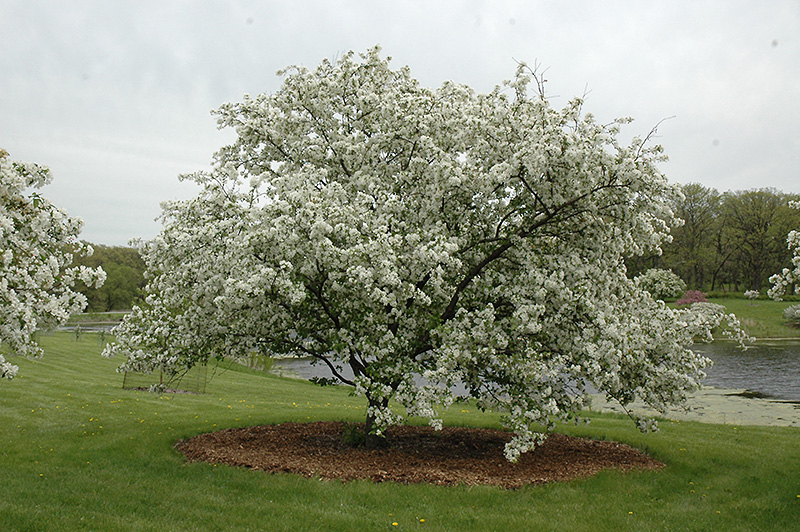 Donald Wyman Flowering Crab (Malus 'Donald Wyman') at Ted Lare Design and Build