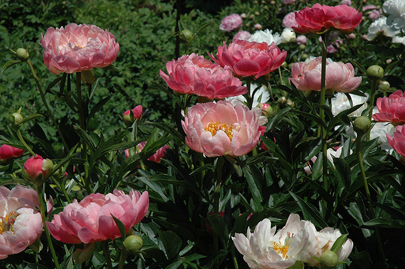 Coral Charm Peony (Paeonia 'Coral Charm') at Ted Lare Design and Build