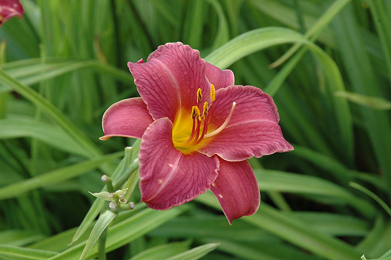 Little Wine Cup Daylily (Hemerocallis 'Little Wine Cup') at Ted Lare Design and Build