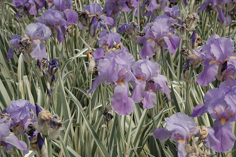 Variegated Sweet Iris (Iris pallida 'Variegata') at Ted Lare Design and Build