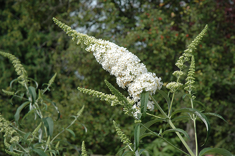 White Profusion Butterfly Bush (Buddleia davidii 'White Profusion') at Ted Lare Design and Build