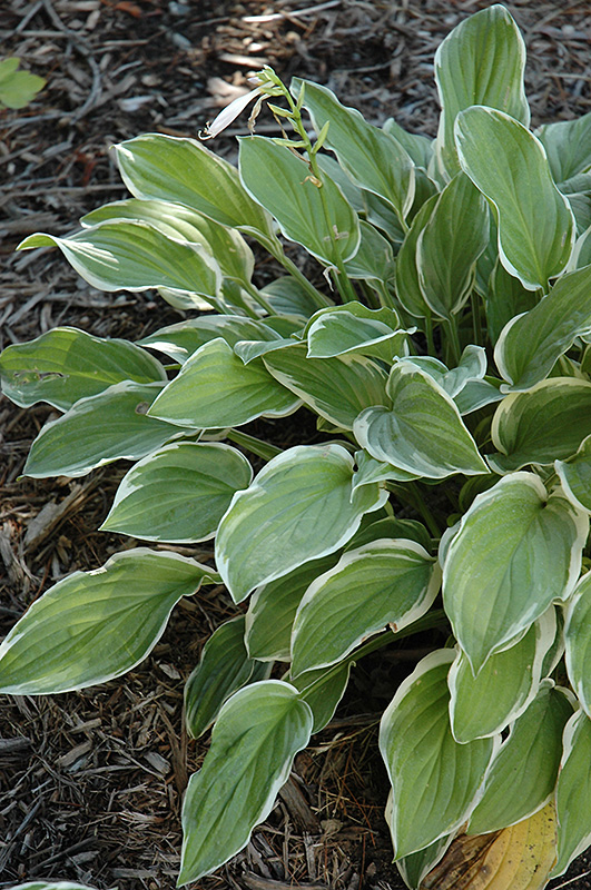 So Sweet Hosta (Hosta 'So Sweet') at Ted Lare Design and Build