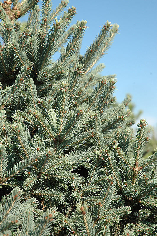 Yukon Blue Spruce (Picea glauca 'Yukon Blue') at Ted Lare Design and Build