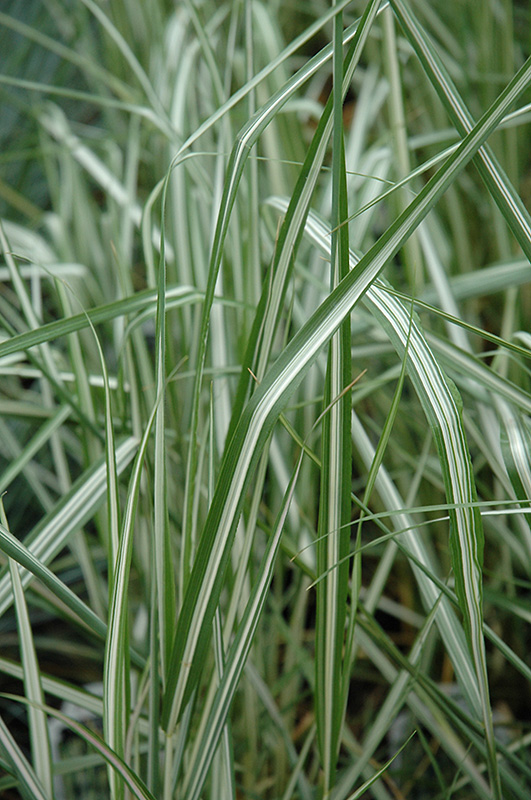 Avalanche Reed Grass (Calamagrostis x acutiflora 'Avalanche') at Ted Lare Design and Build