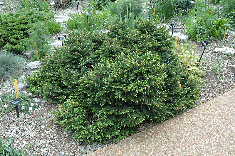 Pumila Norway Spruce (Picea abies 'Pumila') at Ted Lare Design and Build