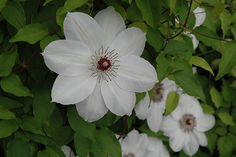Henryi Hybrid Clematis (Clematis 'Henryi') at Ted Lare Design and Build