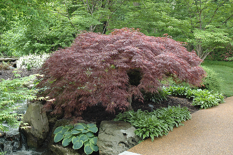 Red Select Japanese Maple (Acer palmatum 'Red Select') at Ted Lare Design and Build