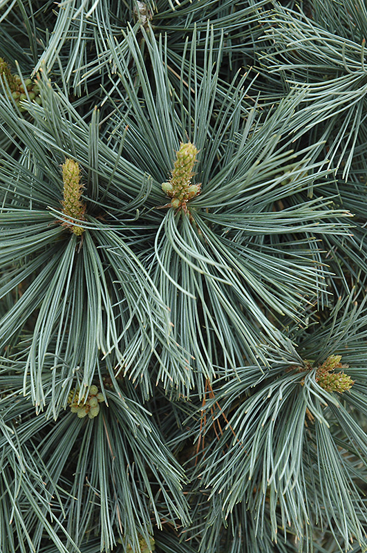 Extra Blue Limber Pine (Pinus flexilis 'Extra Blue') at Ted Lare Design and Build