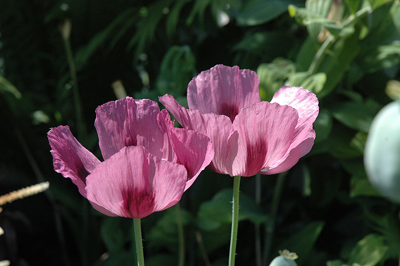 Patty's Plum Poppy (Papaver orientale 'Patty's Plum') at Ted Lare Design and Build