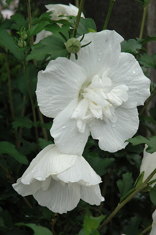 White Chiffon Rose of Sharon (Hibiscus syriacus 'Notwoodtwo') at Ted Lare Design and Build