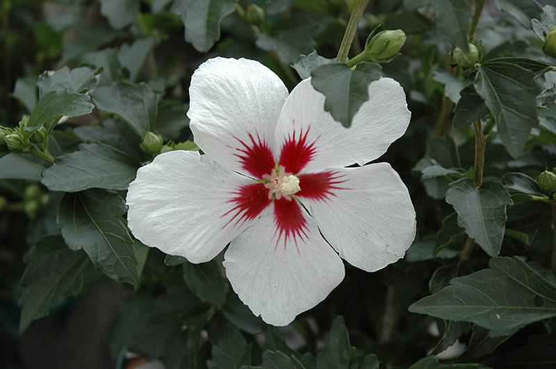 Lil' Kim Rose of Sharon (Hibiscus syriacus 'Antong Two') at Ted Lare Design and Build