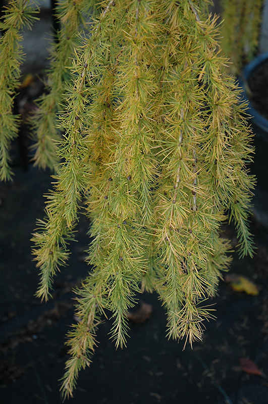 Varied Directions Larch (Larix decidua 'Varied Directions') at Ted Lare Design and Build