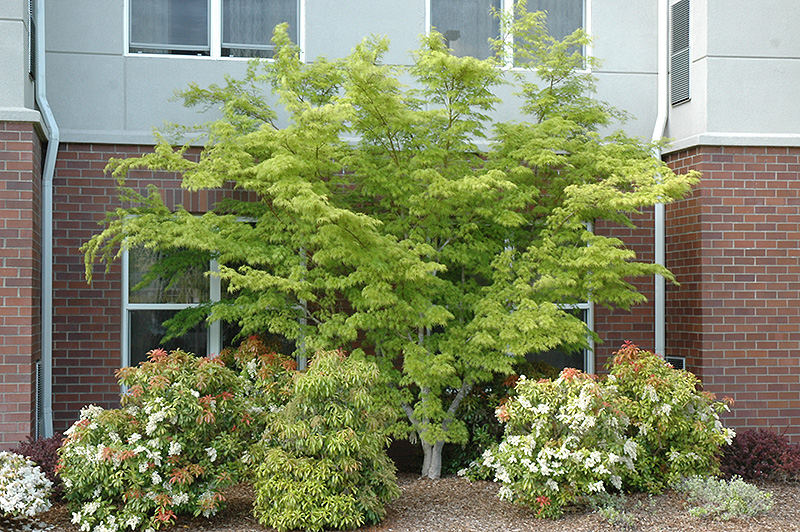 Seiryu Japanese Maple (Acer palmatum 'Seiryu') at Ted Lare Design and Build