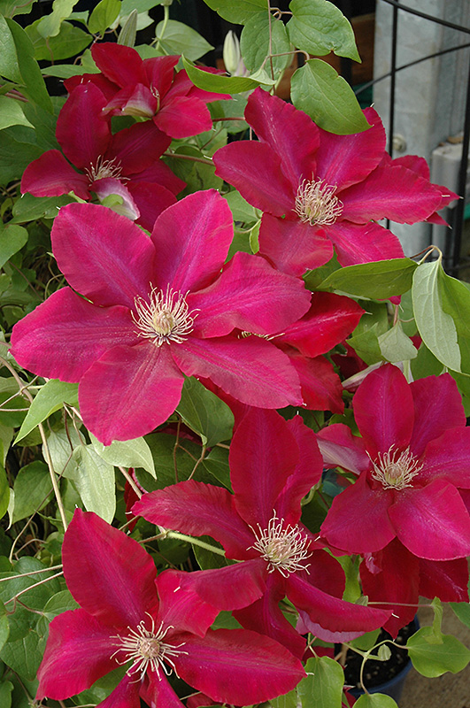 Rebecca Clematis (Clematis 'Rebecca') at Ted Lare Design and Build