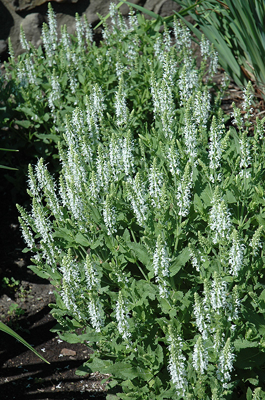 Snow Hill Sage (Salvia x sylvestris 'Snow Hill') at Ted Lare Design and Build