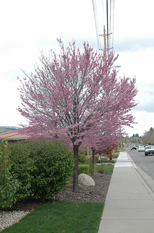 Eastern Redbud (Cercis canadensis) at Ted Lare Design and Build