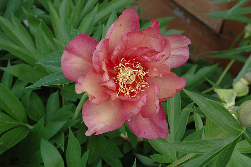 Kopper Kettle Peony (Paeonia 'Kopper Kettle') at Ted Lare Design and Build