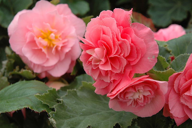 Nonstop Pink Begonia (Begonia 'Nonstop Pink') at Ted Lare Design and Build
