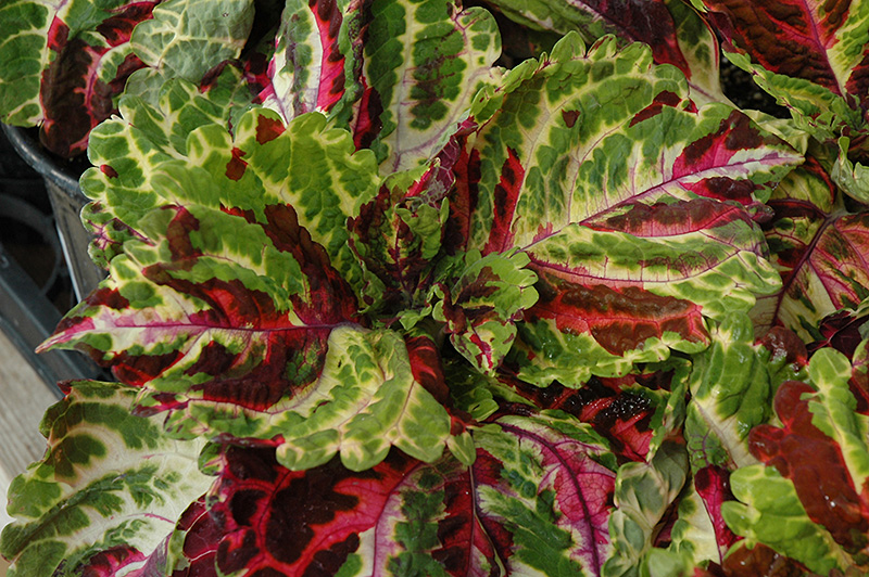 Kong Mosaic Coleus (Solenostemon scutellarioides 'Kong Mosaic') at Ted Lare Design and Build