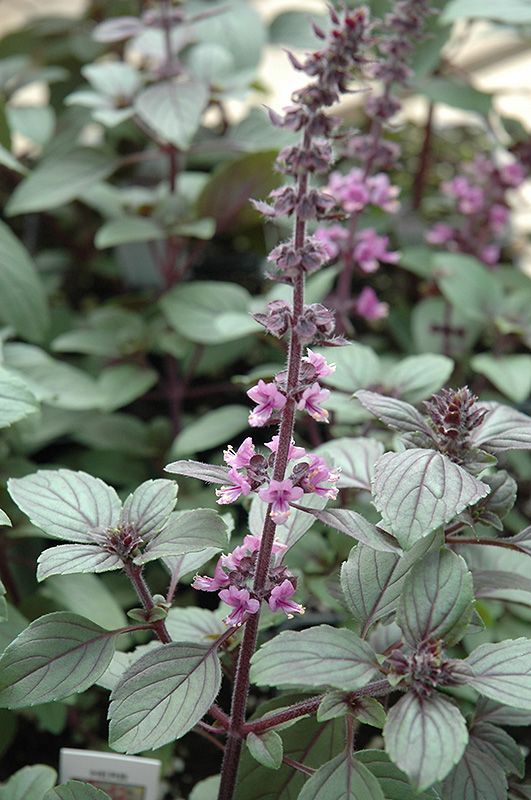 African Blue Basil (Ocimum 'African Blue') at Ted Lare Design and Build