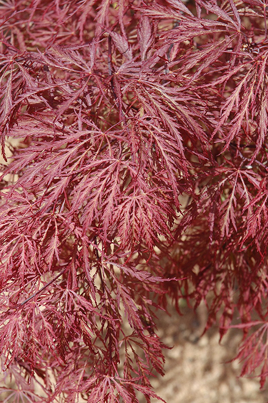 Ever Red Lace-Leaf Japanese Maple (Acer palmatum 'Ever Red') at Ted Lare Design and Build