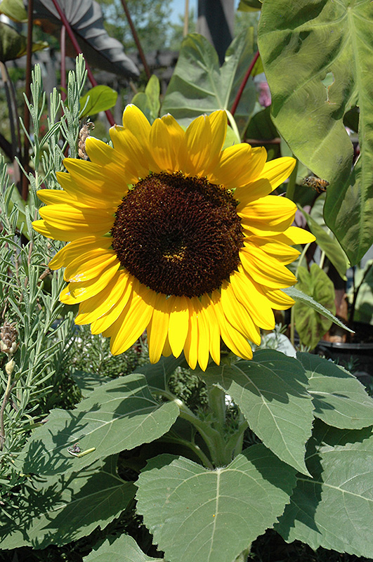 Miss Sunshine Annual Sunflower (Helianthus annuus 'Miss Sunshine') at Ted Lare Design and Build