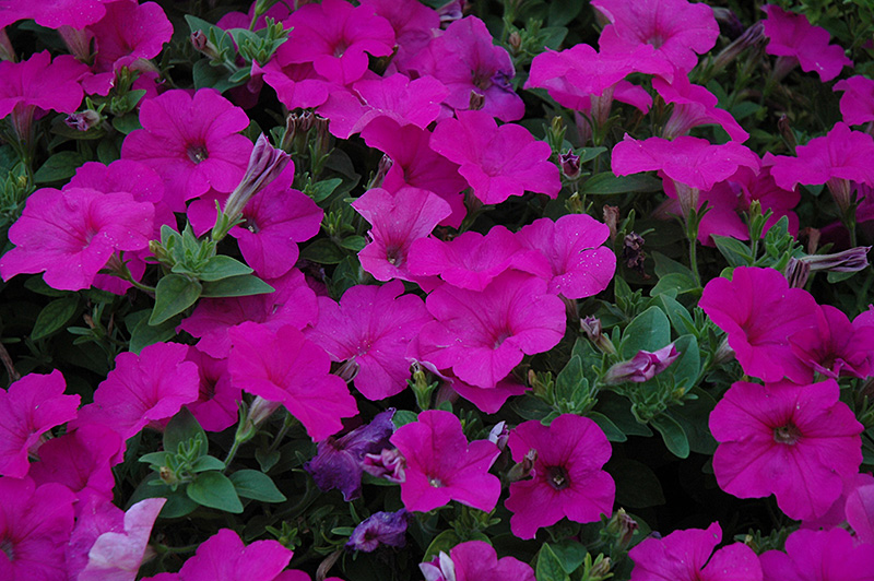 Easy Wave Neon Rose Petunia (Petunia 'Easy Wave Neon Rose') at Ted Lare Design and Build